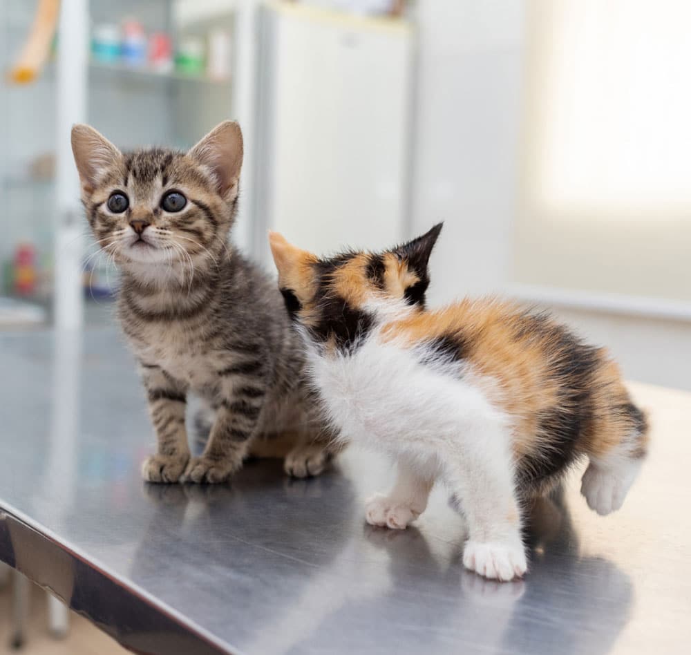 Kittens